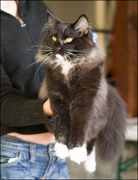 Cetsuko de Maneki Neko 3.jpg - Cetsuko de Maneki Neko